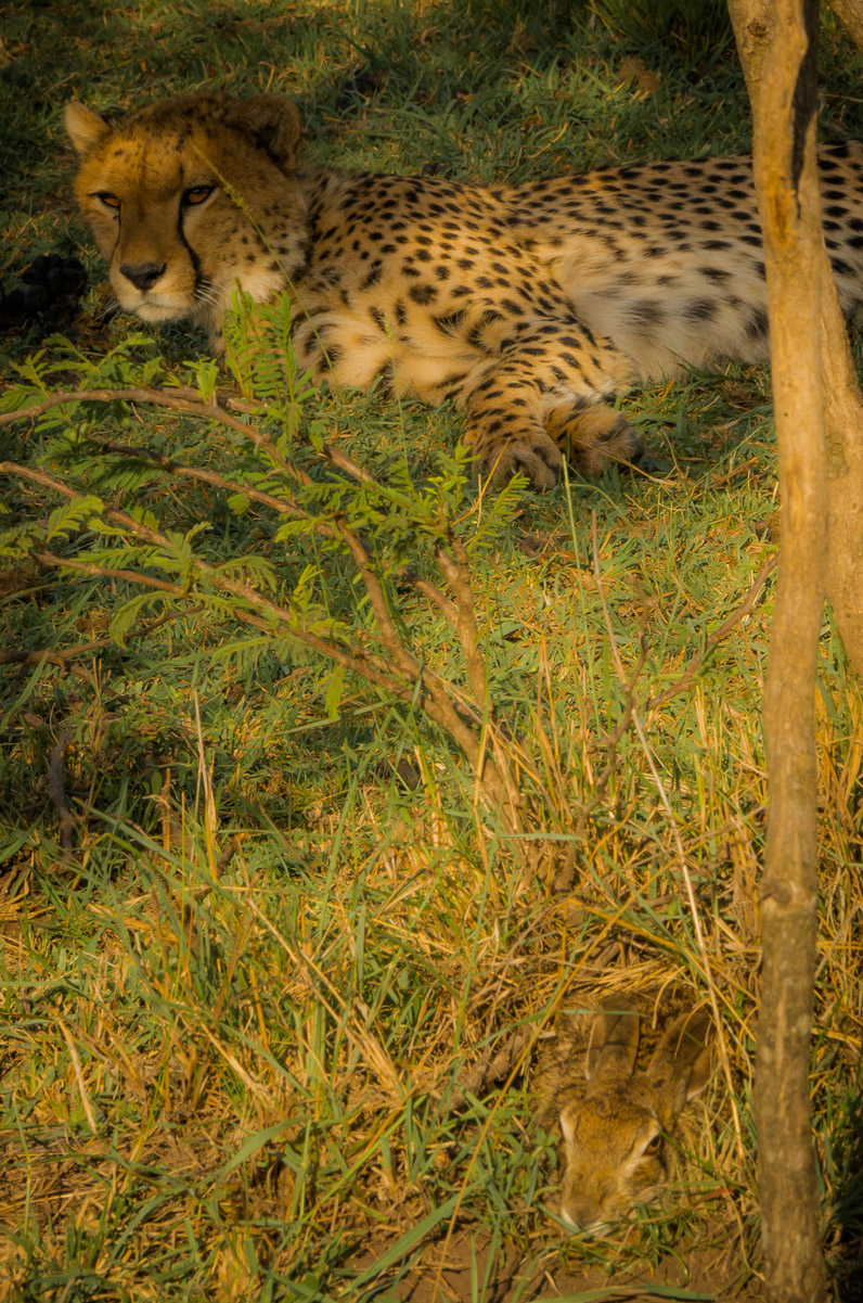 Le guépard et le lièvre - photo : Lionel Maye Le guépard et le lièvre - photo : Lionel Maye