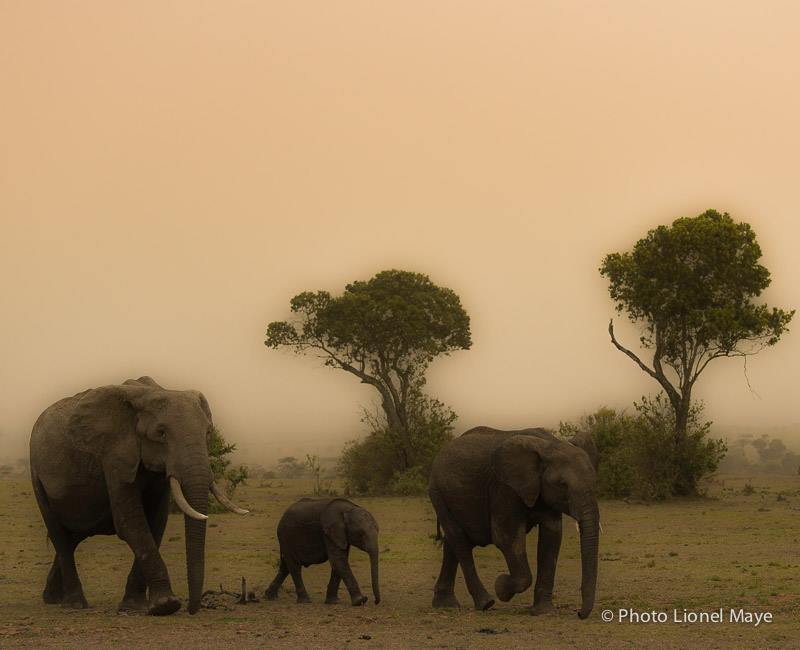 Les trois éléphants - photo : Lionel Maye