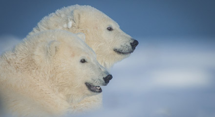 Galerie photo Ours polaires